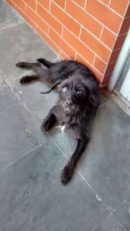 Cachorro ra a SRD idade 6 ou mais anos nome Sasha