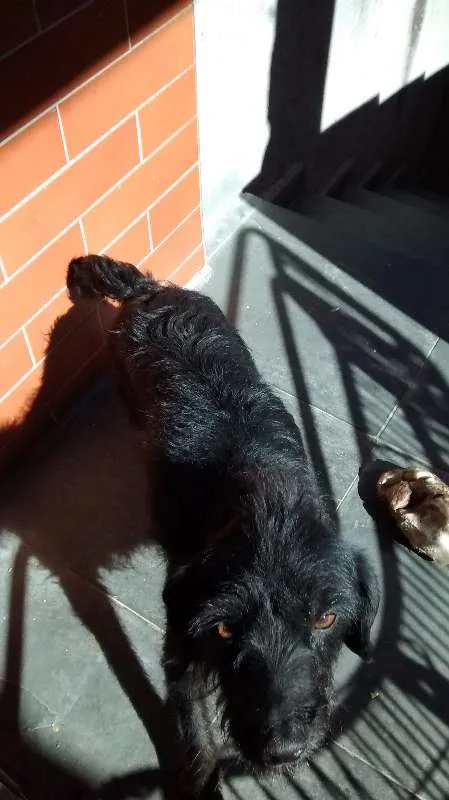 Cachorro ra a SRD idade 6 ou mais anos nome Sasha