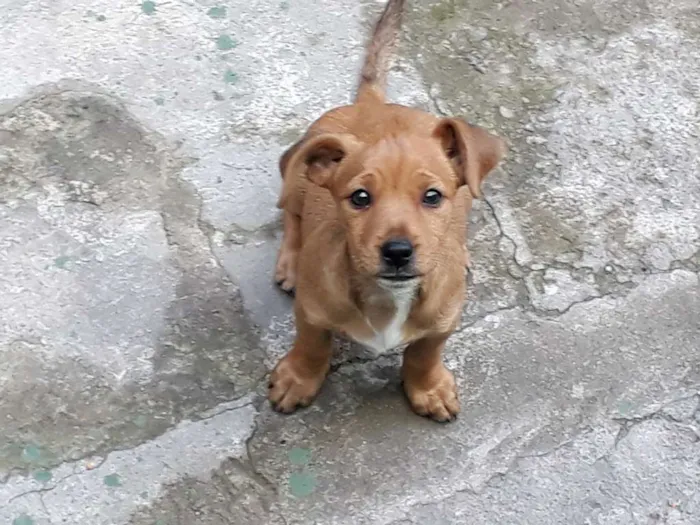Cachorro raça Setter idade Abaixo de 2 meses nome sem