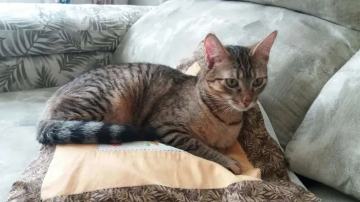 Gato ra a srd idade 2 a 6 meses nome Pralinê