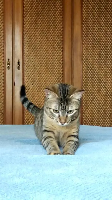 Gato ra a srd idade 2 a 6 meses nome Pralinê