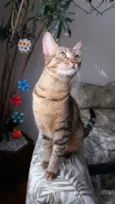 Pralinê