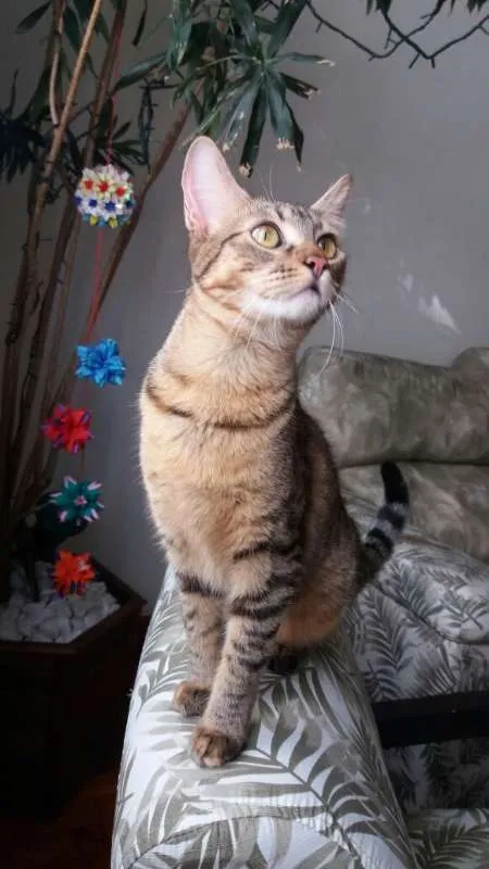 Gato ra a srd idade 2 a 6 meses nome Pralinê