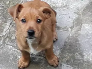 Cachorro raça Setter idade Abaixo de 2 meses nome sem