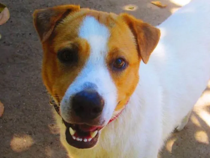 Cachorro ra a SRD idade 2 anos nome Pipoca