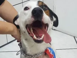 Cachorro raça Vira lata idade 1 ano nome Pirata
