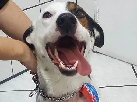Cachorro ra a Vira lata idade 1 ano nome Pirata