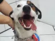 Pirata