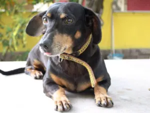Cachorro raça Dachshund idade 5 anos nome Baiano