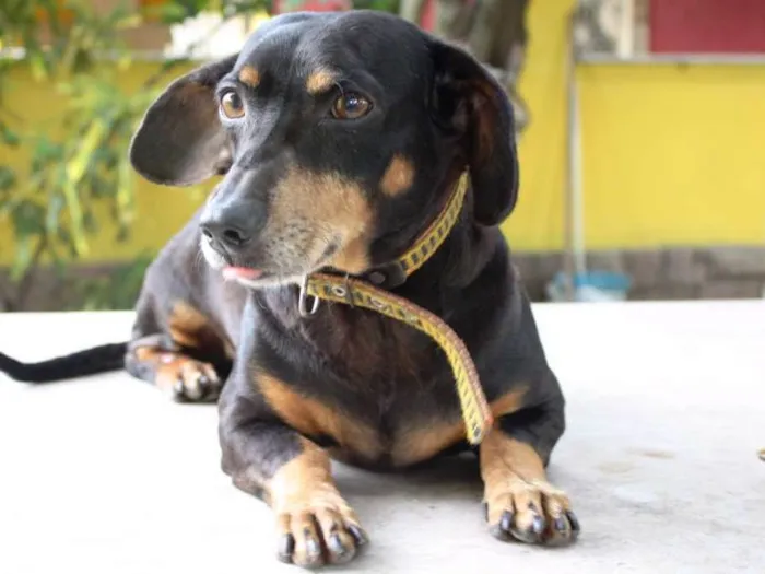 Cachorro ra a Dachshund idade 5 anos nome Baiano