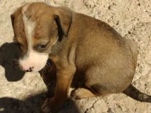 Cachorro raça Vira lata pequeno idade 2 a 6 meses nome Tiao