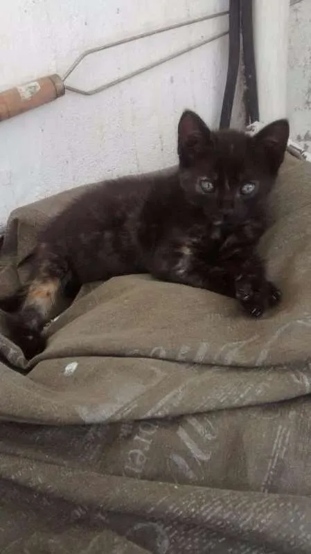Gato ra a SRD idade Abaixo de 2 meses nome Sem Nome