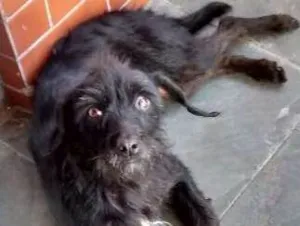 Cachorro raça SRD idade 6 ou mais anos nome Sasha