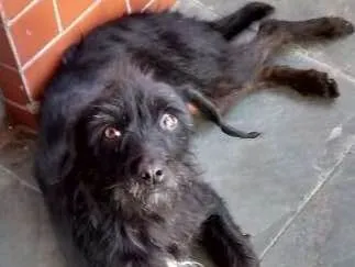 Cachorro ra a SRD idade 6 ou mais anos nome Sasha