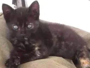Gato raça SRD idade Abaixo de 2 meses nome Sem Nome