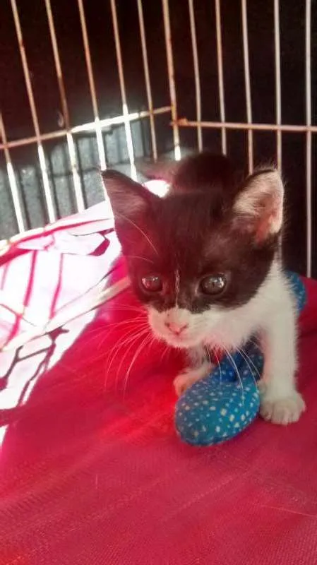 Gato ra a SRD idade Abaixo de 2 meses nome Sem Nome