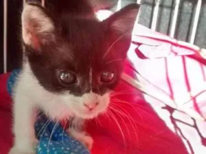 Gato raça SRD idade Abaixo de 2 meses nome Sem Nome