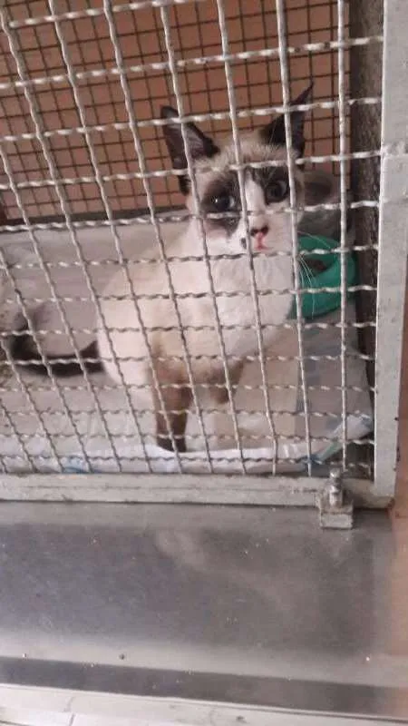 Gato ra a SRD idade 2 a 6 meses nome Sem Nome