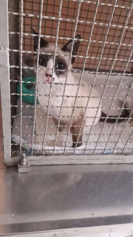 Gato ra a SRD idade 2 a 6 meses nome Sem Nome