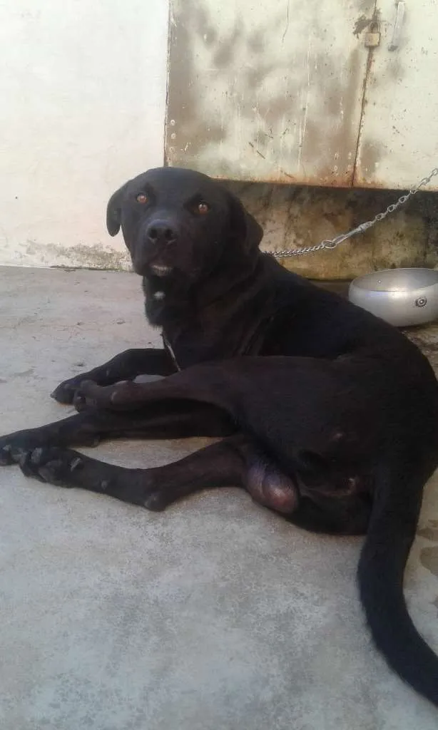 Cachorro ra a Labrador  idade 6 ou mais anos nome Rachi