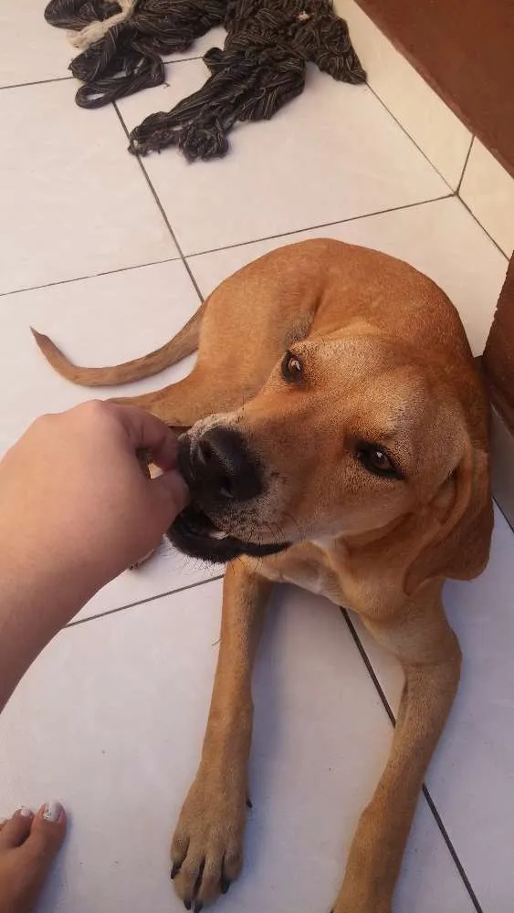 Cachorro ra a Srd idade 2 a 6 meses nome Rufus das street