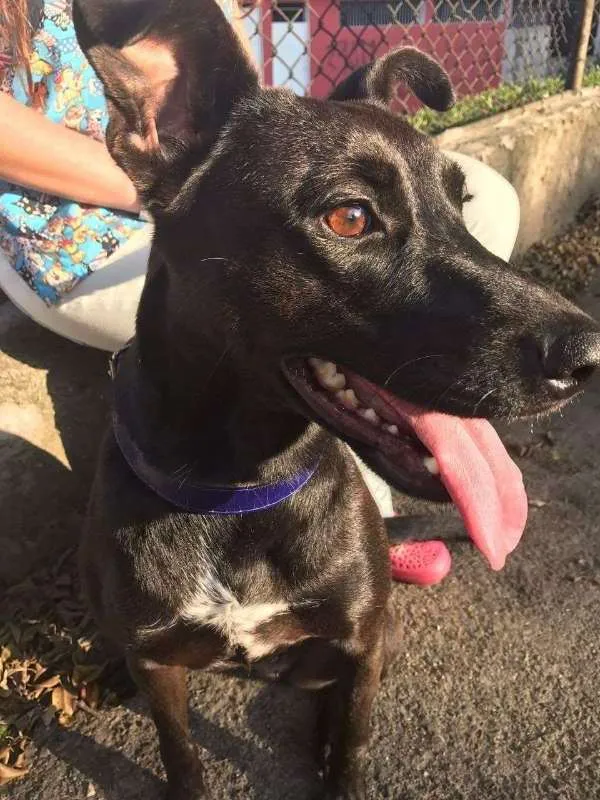 Cachorro ra a SRD idade 2 anos nome Amora
