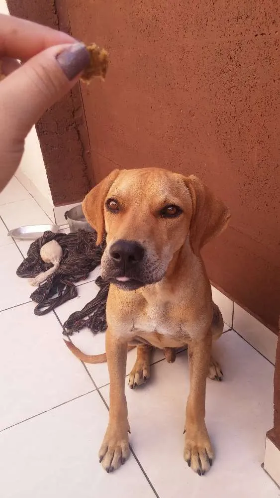 Cachorro ra a Srd idade 2 a 6 meses nome Rufus das street