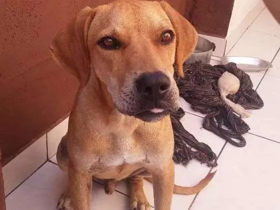 Cachorro ra a Srd idade 2 a 6 meses nome Rufus das street