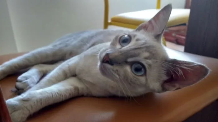 Gato ra a SRD idade 7 a 11 meses nome Trixie Jamala