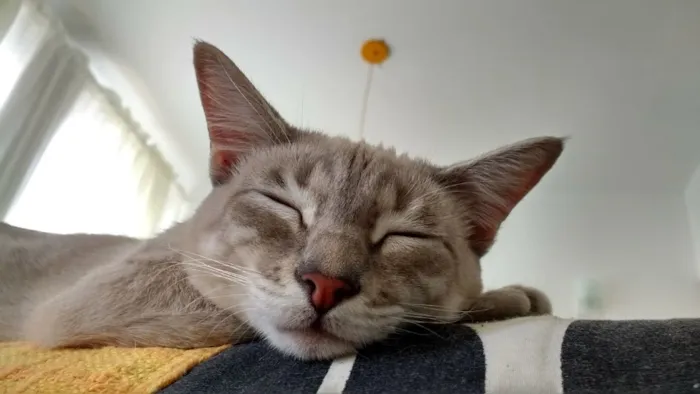 Gato ra a SRD idade 7 a 11 meses nome Trixie Jamala