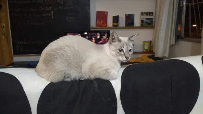 Gato ra a SRD idade 7 a 11 meses nome Trixie Jamala