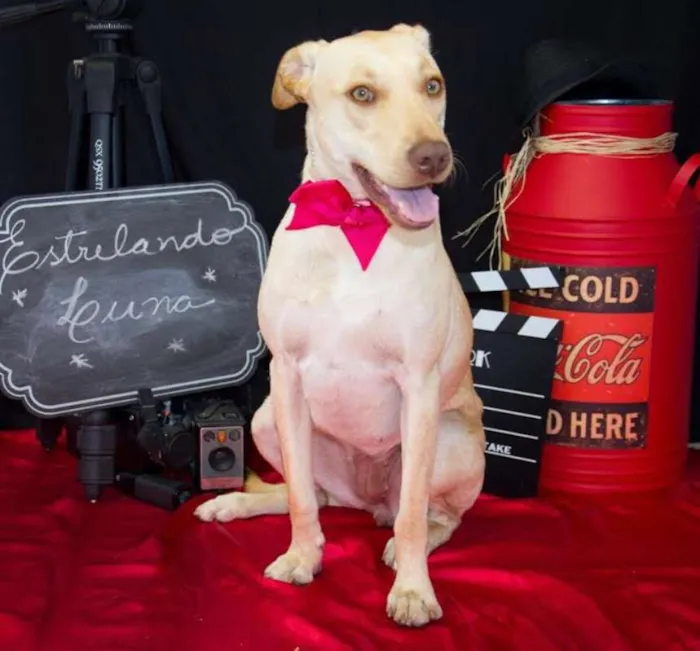 Cachorro ra a Labrador idade 1 ano nome Luna