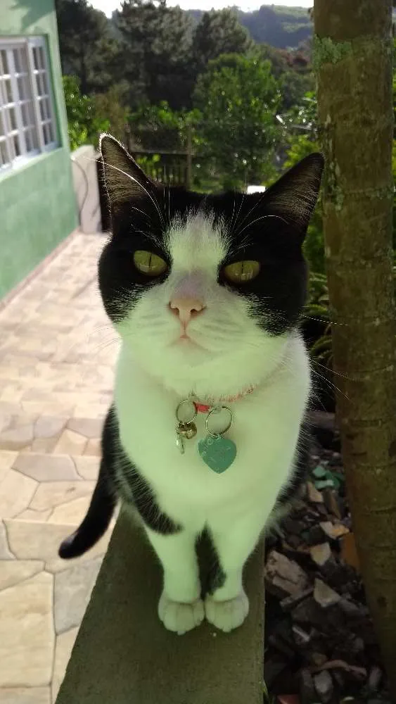 Gato ra a Vira lata idade 3 anos nome Nina