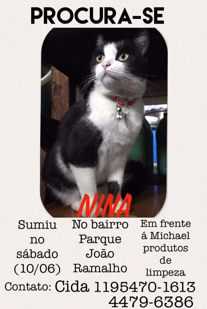 Gato ra a Vira lata idade 3 anos nome Nina