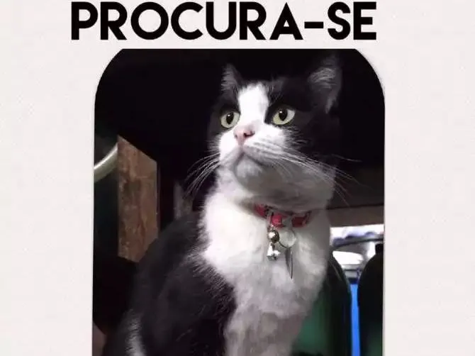 Gato ra a Vira lata idade 3 anos nome Nina