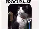 Gato raça Vira lata idade 3 anos nome Nina