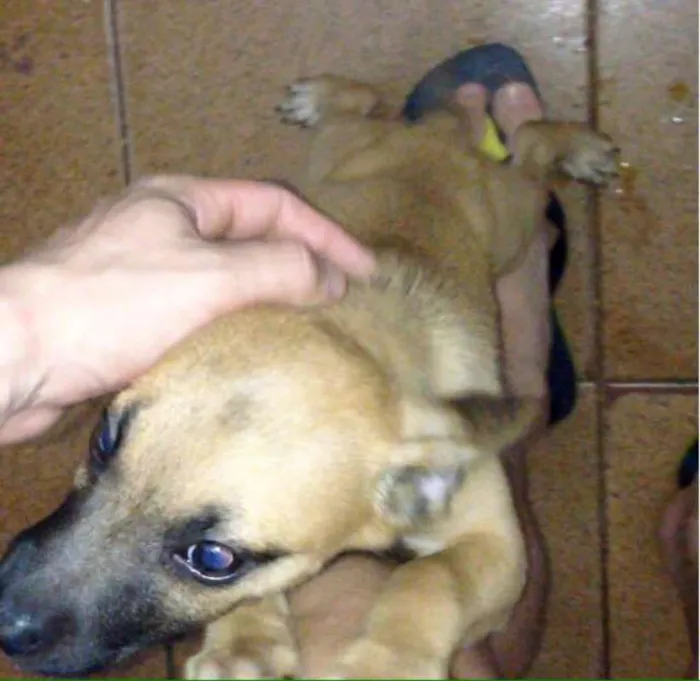 Cachorro raça  idade 2 a 6 meses nome teddy