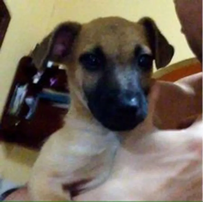 Cachorro raça  idade 2 a 6 meses nome teddy