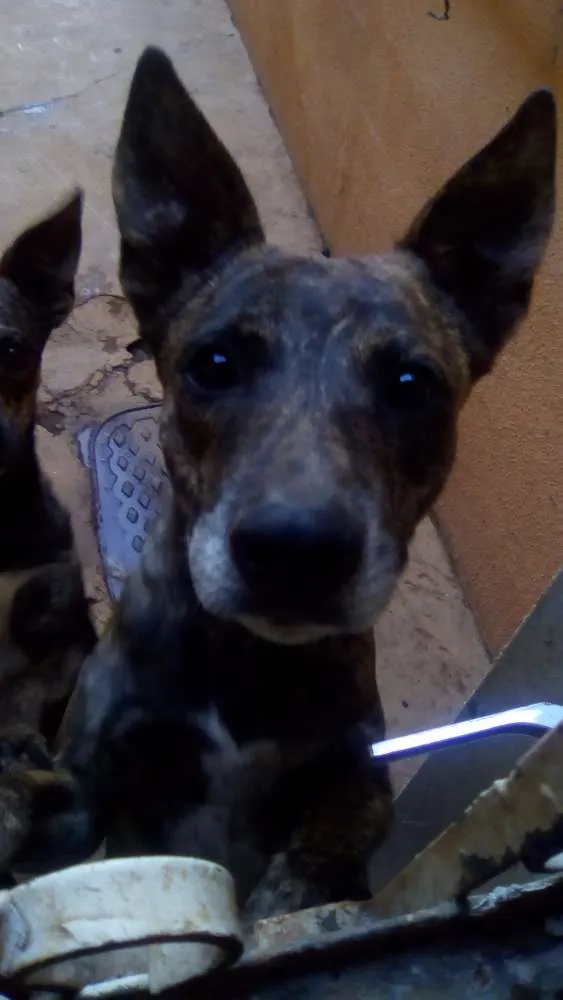 Cachorro ra a Vira lata idade 2 anos nome Gayson 