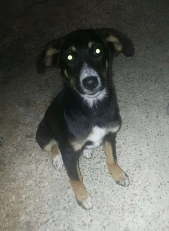 Cachorro ra a sem definição idade 2 a 6 meses nome NINA