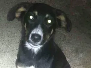 Cachorro raça sem definição idade 2 a 6 meses nome NINA