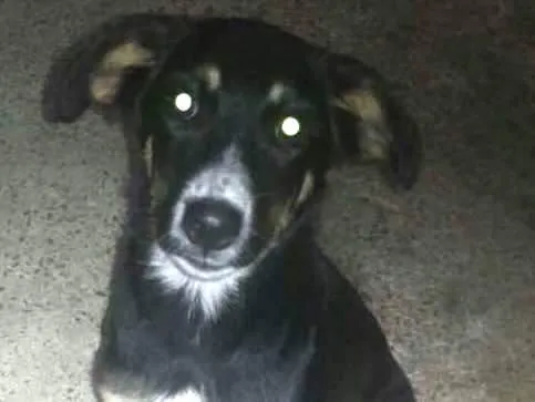 Cachorro ra a sem definição idade 2 a 6 meses nome NINA