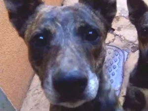 Cachorro raça Vira lata idade 2 anos nome Gayson 