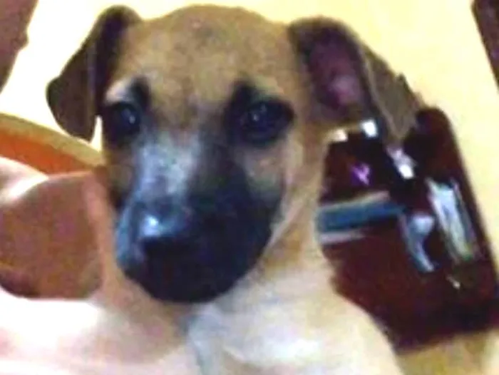 Cachorro raça  idade 2 a 6 meses nome teddy