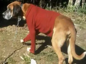 Cachorro raça Semelhante a fila idade 6 ou mais anos nome Marley