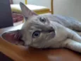 Trixie Jamala