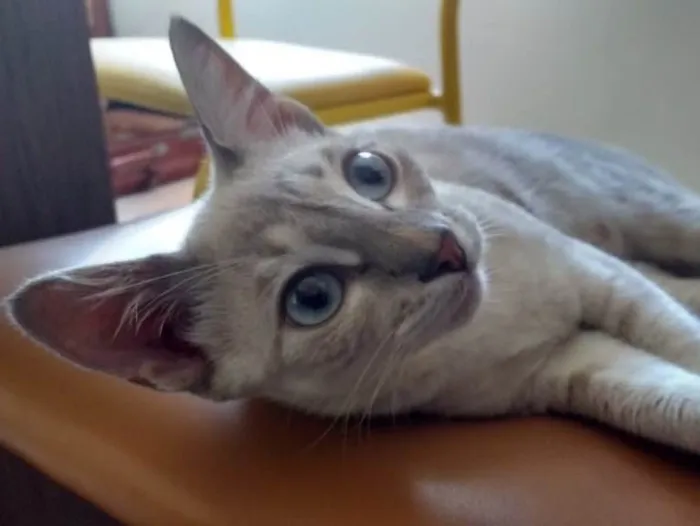 Gato ra a SRD idade 7 a 11 meses nome Trixie Jamala