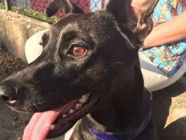 Cachorro ra a SRD idade 2 anos nome Amora