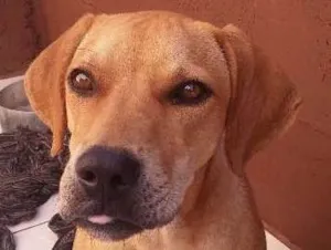 Cachorro raça Srd idade 2 a 6 meses nome Rufus das street