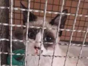Gato raça SRD idade 2 a 6 meses nome Sem Nome